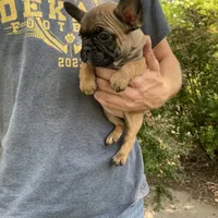 Meadow, a female French Bulldog for sale in Saint Joseph, MO – Photo 3 of 7