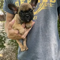 Meadow, a female French Bulldog for sale in Saint Joseph, MO – Photo 1 of 7
