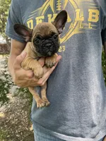 Meadow, a female French Bulldog for sale in Saint Joseph, MO – Photo 1 of 7