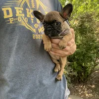 Meadow, a female French Bulldog for sale in Saint Joseph, MO – Photo 2 of 7