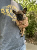 Meadow, a female French Bulldog for sale in Saint Joseph, MO – Photo 2 of 7