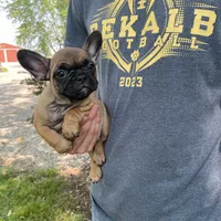 Meadow, a female French Bulldog for sale in Saint Joseph, MO – Photo 7 of 7