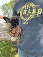 Meadow, a female French Bulldog for sale in Saint Joseph, MO – Photo 7 of 7