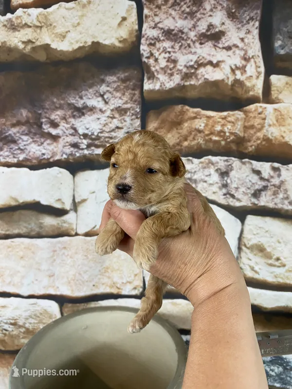Brady – Poodle - Toy  puppy for sale in Saint Joseph, MO