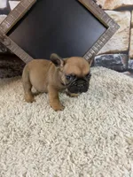 Buster, a male French Bulldog for sale in Saint Joseph, MO – 8 of 9