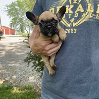 Cali REDUCED, a female French Bulldog for sale in Saint Joseph, MO – Photo 1 of 7