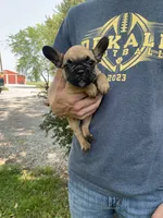 Cali REDUCED, a female French Bulldog for sale in Saint Joseph, MO – Photo 1 of 7