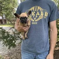 Cali REDUCED, a female French Bulldog for sale in Saint Joseph, MO – Photo 3 of 7
