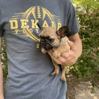 Cali REDUCED, a female French Bulldog for sale in Saint Joseph, MO – Photo 7 of 7