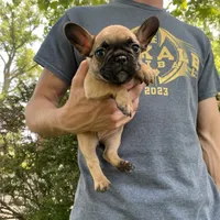 Cali REDUCED, a female French Bulldog for sale in Saint Joseph, MO – Photo 5 of 7