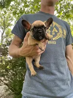 Cali REDUCED, a female French Bulldog for sale in Saint Joseph, MO – Photo 5 of 7
