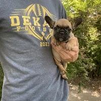 Cali REDUCED, a female French Bulldog for sale in Saint Joseph, MO – Photo 4 of 7