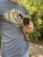 Cali REDUCED, a female French Bulldog for sale in Saint Joseph, MO – Photo 4 of 7