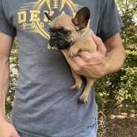 Cali REDUCED, a female French Bulldog for sale in Saint Joseph, MO – Photo 6 of 7