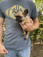 Cali REDUCED, a female French Bulldog for sale in Saint Joseph, MO – Photo 6 of 7