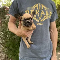 Cali REDUCED, a female French Bulldog for sale in Saint Joseph, MO – Photo 2 of 7