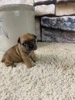 Kane, a male French Bulldog for sale in Saint Joseph, MO – 4 of 8