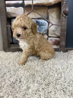 Brady, a male Poodle - Toy  for sale in Saint Joseph, MO – 8 of 8