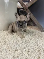 Kimmy, a female French Bulldog for sale in Saint Joseph, MO – 2 of 8