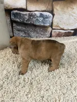 Kane, a male French Bulldog for sale in Saint Joseph, MO – 7 of 8
