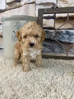 Brady, a male Poodle - Toy  for sale in Saint Joseph, MO – 5 of 8