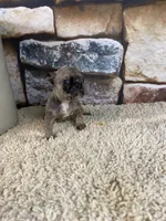 Kimmy, a female French Bulldog for sale in Saint Joseph, MO – 6 of 6