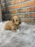 Toby, a male Poodle - Toy  for sale in Saint Joseph, MO – 3 of 5