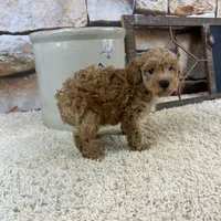 Brooks REDUCED, a male Poodle - Toy  for sale in Saint Joseph, MO – Photo 4 of 5