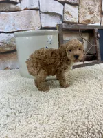 Brooks REDUCED, a male Poodle - Toy  for sale in Saint Joseph, MO – Photo 4 of 5