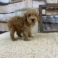 Brooks REDUCED, a male Poodle - Toy  for sale in Saint Joseph, MO – Photo 2 of 5