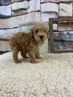 Brooks REDUCED, a male Poodle - Toy  for sale in Saint Joseph, MO – Photo 2 of 5