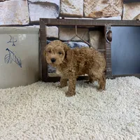 Brooks REDUCED, a male Poodle - Toy  for sale in Saint Joseph, MO – Photo 5 of 5
