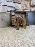 Brooks REDUCED, a male Poodle - Toy  for sale in Saint Joseph, MO – Photo 5 of 5