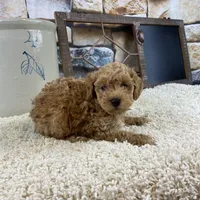 Brooks REDUCED, a male Poodle - Toy  for sale in Saint Joseph, MO – Photo 1 of 5