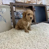 Brooks REDUCED, a male Poodle - Toy  for sale in Saint Joseph, MO – Photo 3 of 5