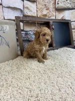 Brooks REDUCED, a male Poodle - Toy  for sale in Saint Joseph, MO – Photo 3 of 5