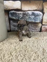 Kimmy, a female French Bulldog for sale in Saint Joseph, MO – 3 of 6