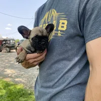 Hattie REDUCED, a female French Bulldog for sale in Saint Joseph, MO – Photo 3 of 6