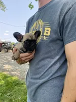 Hattie REDUCED, a female French Bulldog for sale in Saint Joseph, MO – Photo 3 of 6