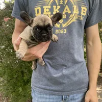 Hattie REDUCED, a female French Bulldog for sale in Saint Joseph, MO – Photo 2 of 6
