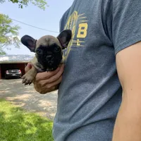 Hattie REDUCED, a female French Bulldog for sale in Saint Joseph, MO – Photo 6 of 6