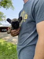 Hattie REDUCED, a female French Bulldog for sale in Saint Joseph, MO – Photo 6 of 6