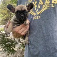 Hattie REDUCED, a female French Bulldog for sale in Saint Joseph, MO – Photo 1 of 6