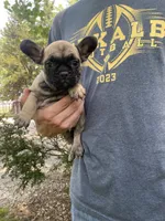 Hattie REDUCED, a female French Bulldog for sale in Saint Joseph, MO – Photo 1 of 6