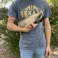 Hattie REDUCED, a female French Bulldog for sale in Saint Joseph, MO – Photo 5 of 6