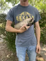 Hattie REDUCED, a female French Bulldog for sale in Saint Joseph, MO – Photo 5 of 6