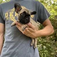 Hattie REDUCED, a female French Bulldog for sale in Saint Joseph, MO – Photo 4 of 6