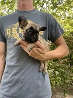 Hattie REDUCED, a female French Bulldog for sale in Saint Joseph, MO – Photo 4 of 6