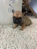 Buster, a male French Bulldog for sale in Saint Joseph, MO – 6 of 9