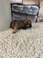 Buster, a male French Bulldog for sale in Saint Joseph, MO – 8 of 8